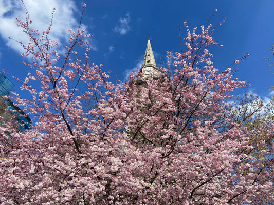 Lunchtime Stroll: A Simple Habit with Big Returns