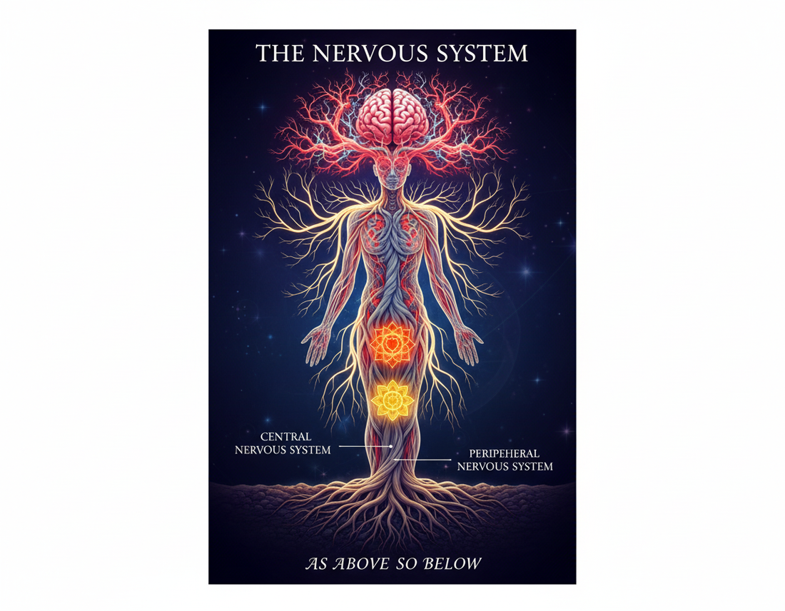 Mr Vagus Says Relax: 10 Science-Backed Ways to Upgrade Your Nervous System